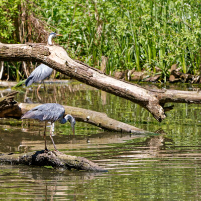 Canon EOS 7D Mark II | f/5.6 | 1/3200sec | ISO-640 | 200mm | 2024-05-11 14:08:51 | Copyright: GFREE-PHOTO