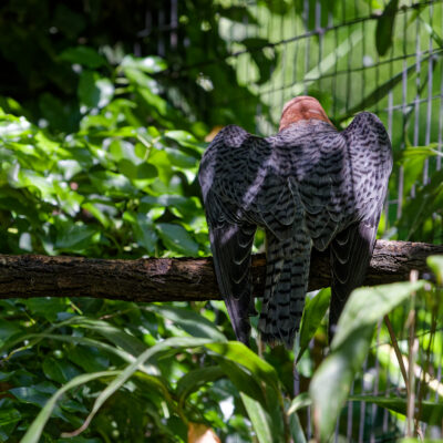 Canon EOS 7D Mark II | f/5.6 | 1/400sec | ISO-1600 | 200mm | 2024-05-11 14:22:32 | Copyright: GFREE-PHOTO