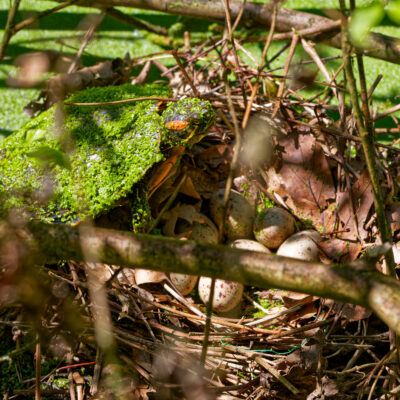 Canon EOS 7D Mark II | f/6.3 | 1/1250sec | ISO-400 | 200mm | 2024-05-11 14:39:27 | Copyright: GFREE-PHOTO