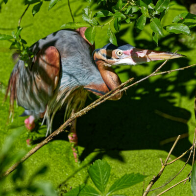 Canon EOS 7D Mark II | f/6.3 | 1/1600sec | ISO-400 | 200mm | 2024-05-11 14:44:17 | Copyright: GFREE-PHOTO