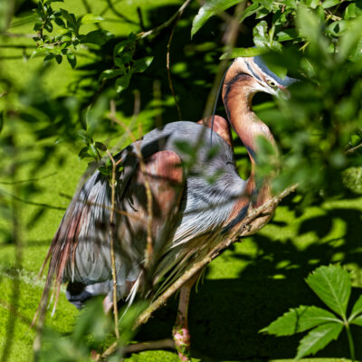 Canon EOS 7D Mark II | f/6.3 | 1/1600sec | ISO-400 | 200mm | 2024-05-11 14:45:35 | Copyright: GFREE-PHOTO
