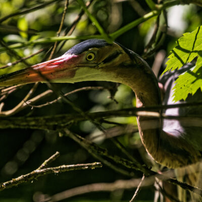 Canon EOS 7D Mark II | f/6.3 | 1/800sec | ISO-400 | 200mm | 2024-05-11 14:48:42 | Copyright: GFREE-PHOTO