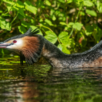Canon EOS 7D Mark II | f/6.3 | 1/640sec | ISO-400 | 200mm | 2024-05-11 14:49:52 | Copyright: GFREE-PHOTO