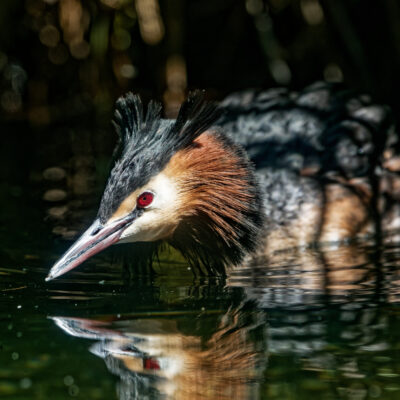 Canon EOS 7D Mark II | f/6.3 | 1/640sec | ISO-400 | 200mm | 2024-05-11 14:50:10 | Copyright: GFREE-PHOTO