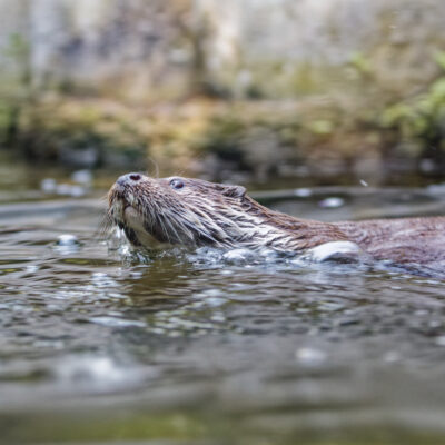 Canon EOS 7D Mark II | f/4 | 1/200sec | ISO-1600 | 75mm | 2024-05-11 14:52:37 | Copyright: GFREE-PHOTO