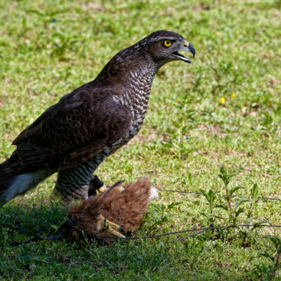 Canon EOS 7D Mark II | f/8 | 1/1000sec | ISO-500 | 200mm | 2024-05-11 15:37:20 | Copyright: GFREE-PHOTO