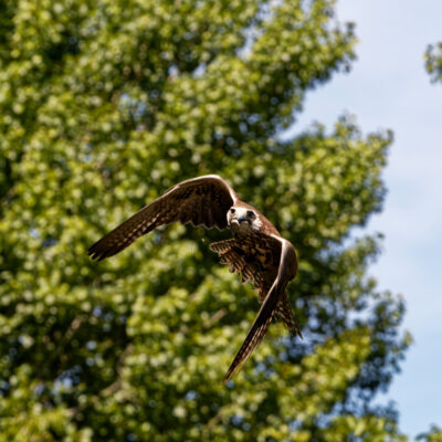 Canon EOS 7D Mark II | f/8 | 1/1000sec | ISO-400 | 200mm | 2024-05-11 15:40:47 | Copyright: GFREE-PHOTO