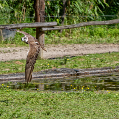 Canon EOS 7D Mark II | f/8 | 1/1000sec | ISO-320 | 200mm | 2024-05-11 15:41:10 | Copyright: GFREE-PHOTO