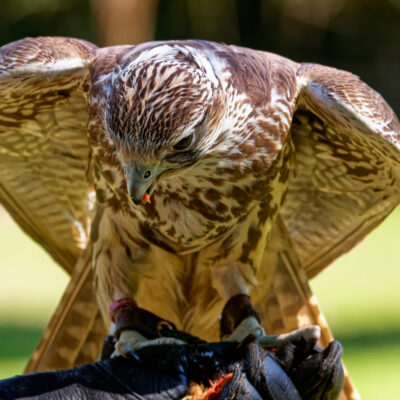 Canon EOS 7D Mark II | f/8 | 1/1000sec | ISO-1250 | 200mm | 2024-05-11 15:43:19 | Copyright: GFREE-PHOTO