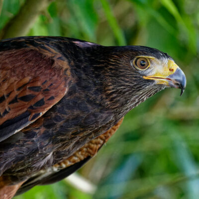 Canon EOS 7D Mark II | f/5.6 | 1/1000sec | ISO-6400 | 200mm | 2024-05-11 15:45:04 | Copyright: GFREE-PHOTO