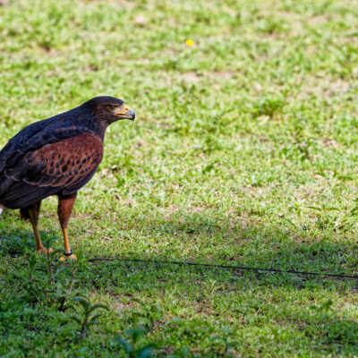 Canon EOS 7D Mark II | f/5.6 | 1/1000sec | ISO-320 | 200mm | 2024-05-11 15:45:18 | Copyright: GFREE-PHOTO