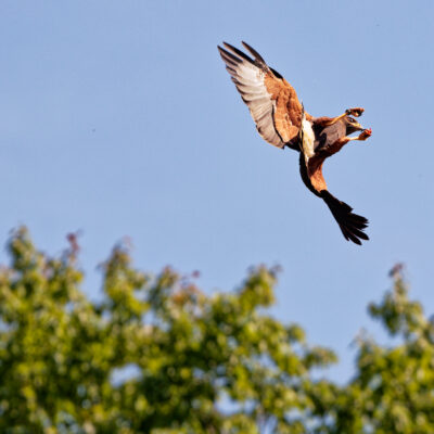 Canon EOS 7D Mark II | f/5.6 | 1/1000sec | ISO-160 | 200mm | 2024-05-11 15:46:08 | Copyright: GFREE-PHOTO