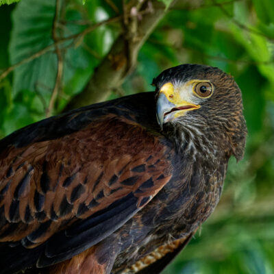 Canon EOS 7D Mark II | f/5.6 | 1/1000sec | ISO-6400 | 200mm | 2024-05-11 15:46:37 | Copyright: GFREE-PHOTO
