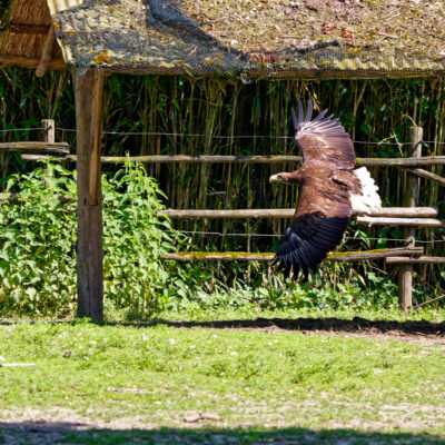 Canon EOS 7D Mark II | f/5.6 | 1/1000sec | ISO-640 | 200mm | 2024-05-11 15:49:24 | Copyright: GFREE-PHOTO