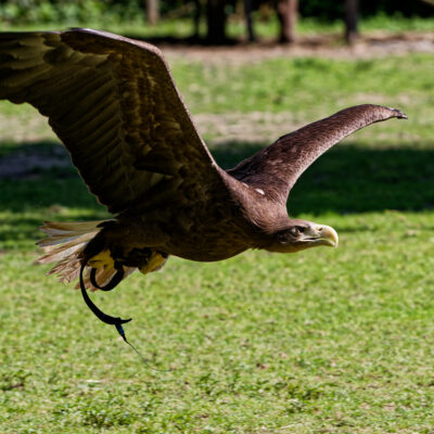 Canon EOS 7D Mark II | f/5.6 | 1/1000sec | ISO-320 | 200mm | 2024-05-11 15:50:03 | Copyright: GFREE-PHOTO