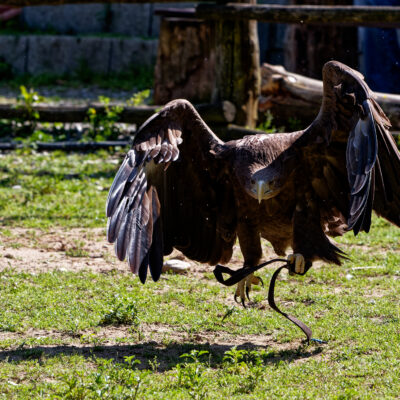Canon EOS 7D Mark II | f/5.6 | 1/1000sec | ISO-400 | 200mm | 2024-05-11 15:50:25 | Copyright: GFREE-PHOTO
