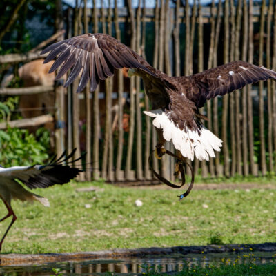 Canon EOS 7D Mark II | f/5.6 | 1/1000sec | ISO-200 | 200mm | 2024-05-11 15:50:56 | Copyright: GFREE-PHOTO