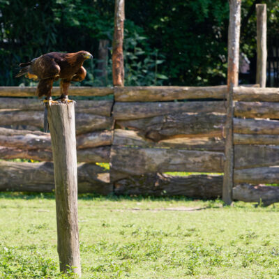 Canon EOS 7D Mark II | f/5.6 | 1/1000sec | ISO-1000 | 200mm | 2024-05-11 15:56:55 | Copyright: GFREE-PHOTO