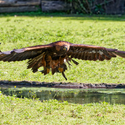 Canon EOS 7D Mark II | f/5.6 | 1/1000sec | ISO-250 | 200mm | 2024-05-11 15:56:58 | Copyright: GFREE-PHOTO