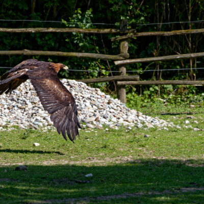 Canon EOS 7D Mark II | f/5.6 | 1/1000sec | ISO-200 | 200mm | 2024-05-11 15:58:43 | Copyright: GFREE-PHOTO