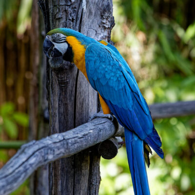 Canon EOS 7D Mark II | f/5.6 | 1/1000sec | ISO-1600 | 200mm | 2024-05-11 16:16:50 | Copyright: GFREE-PHOTO