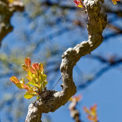 Parco Sigurtà