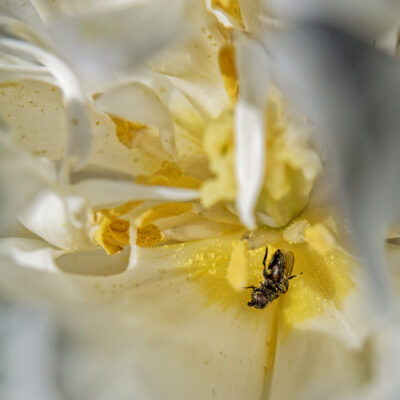 Canon EOS 5D Mark II | f/5.6 | 1/6400sec | ISO-320 | 70mm | 2024-04-07 12:19:31 | Copyright: GFREE-PHOTO