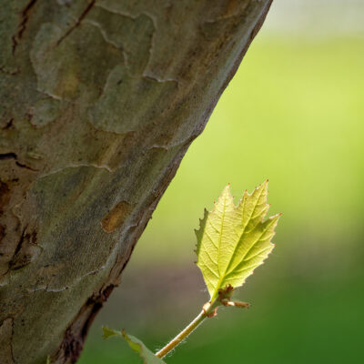 Canon EOS 5D Mark II | f/6.3 | 1/1250sec | ISO-640 | 200mm | 2024-05-05 09:40:45 | Copyright: GFREE-PHOTO
