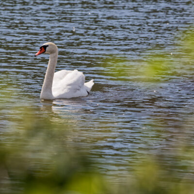 Canon EOS 5D Mark II | f/6.3 | 1/3200sec | ISO-640 | 200mm | 2024-05-05 09:44:17 | Copyright: GFREE-PHOTO