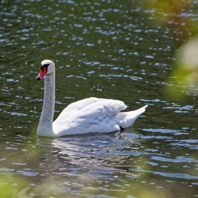Canon EOS 5D Mark II | f/6.3 | 1/3200sec | ISO-640 | 200mm | 2024-05-05 09:44:35 | Copyright: GFREE-PHOTO