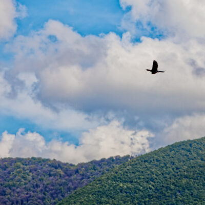 Canon EOS 5D Mark II | f/6.3 | 1/2000sec | ISO-640 | 200mm | 2024-05-05 09:50:21 | Copyright: GFREE-PHOTO