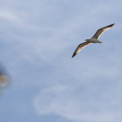 Canon EOS 5D Mark II | f/6.3 | 1/5000sec | ISO-640 | 200mm | 2024-05-05 09:52:34 | Copyright: GFREE-PHOTO