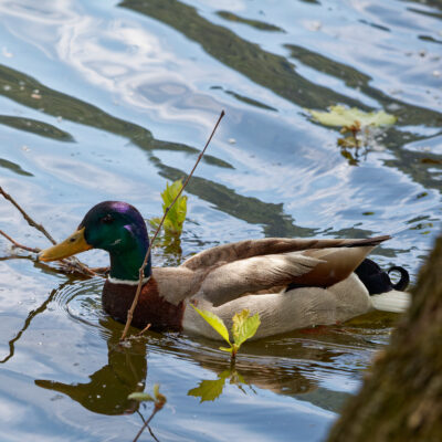 Canon EOS 5D Mark II | f/6.3 | 1/1250sec | ISO-640 | 200mm | 2024-05-05 10:05:41 | Copyright: GFREE-PHOTO