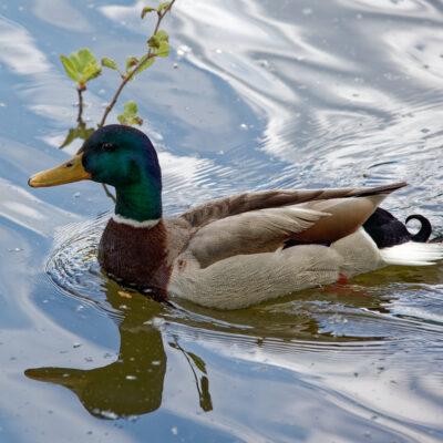 Canon EOS 5D Mark II | f/6.3 | 1/640sec | ISO-640 | 200mm | 2024-05-05 10:05:44 | Copyright: GFREE-PHOTO