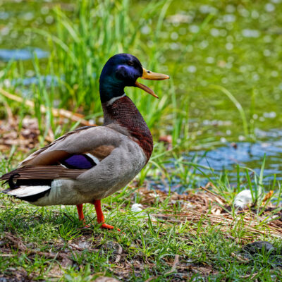 Canon EOS 5D Mark II | f/6.3 | 1/1250sec | ISO-640 | 200mm | 2024-05-05 10:06:37 | Copyright: GFREE-PHOTO