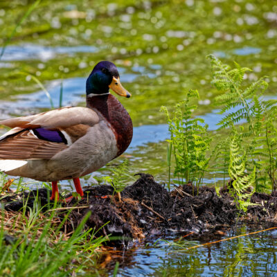Canon EOS 5D Mark II | f/6.3 | 1/1250sec | ISO-640 | 200mm | 2024-05-05 10:07:32 | Copyright: GFREE-PHOTO
