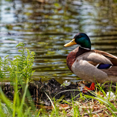Canon EOS 5D Mark II | f/6.3 | 1/1600sec | ISO-640 | 200mm | 2024-05-05 10:08:52 | Copyright: GFREE-PHOTO
