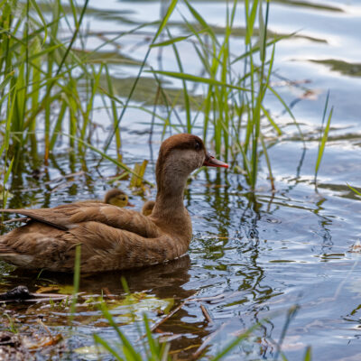 Canon EOS 5D Mark II | f/6.3 | 1/1600sec | ISO-640 | 200mm | 2024-05-05 10:15:12 | Copyright: GFREE-PHOTO