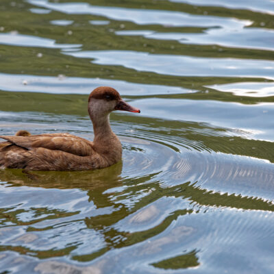 Canon EOS 5D Mark II | f/6.3 | 1/1600sec | ISO-640 | 200mm | 2024-05-05 10:15:49 | Copyright: GFREE-PHOTO