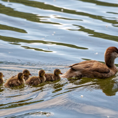 Canon EOS 5D Mark II | f/6.3 | 1/1600sec | ISO-640 | 150mm | 2024-05-05 10:16:49 | Copyright: GFREE-PHOTO