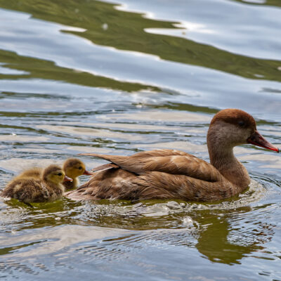 Canon EOS 5D Mark II | f/6.3 | 1/1600sec | ISO-640 | 160mm | 2024-05-05 10:16:52 | Copyright: GFREE-PHOTO