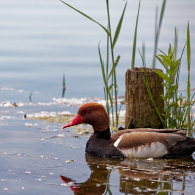 Canon EOS 5D Mark II | f/6.3 | 1/2000sec | ISO-640 | 200mm | 2024-05-05 10:22:43 | Copyright: GFREE-PHOTO