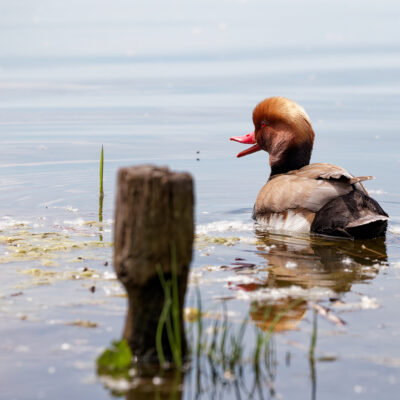 Canon EOS 5D Mark II | f/6.3 | 1/2000sec | ISO-640 | 200mm | 2024-05-05 10:23:15 | Copyright: GFREE-PHOTO