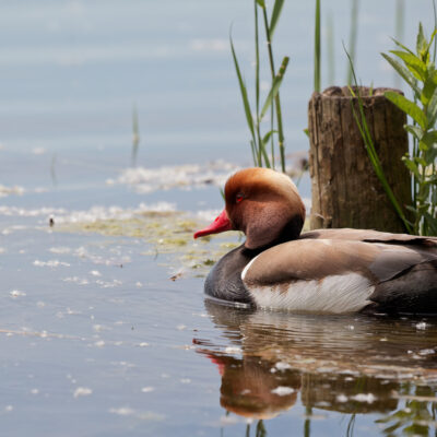 Canon EOS 5D Mark II | f/6.3 | 1/2500sec | ISO-640 | 200mm | 2024-05-05 10:23:36 | Copyright: GFREE-PHOTO