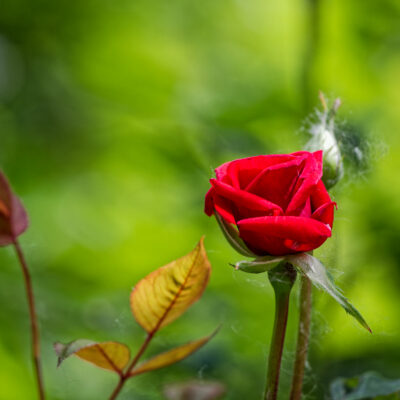 Canon EOS 5D Mark II | f/6.3 | 1/320sec | ISO-640 | 200mm | 2024-05-05 10:45:56 | Copyright: GFREE-PHOTO