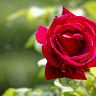 Canon EOS 5D Mark II | f/6.3 | 1/320sec | ISO-640 | 200mm | 2024-05-05 10:46:12 | Copyright: GFREE-PHOTO
