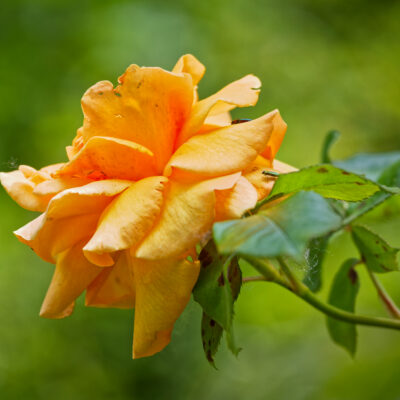 Canon EOS 5D Mark II | f/6.3 | 1/320sec | ISO-640 | 200mm | 2024-05-05 10:46:29 | Copyright: GFREE-PHOTO