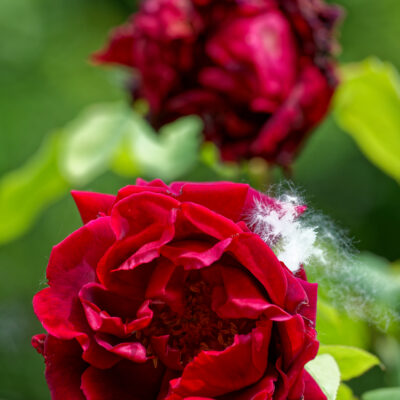 Canon EOS 5D Mark II | f/6.3 | 1/320sec | ISO-640 | 200mm | 2024-05-05 10:46:59 | Copyright: GFREE-PHOTO