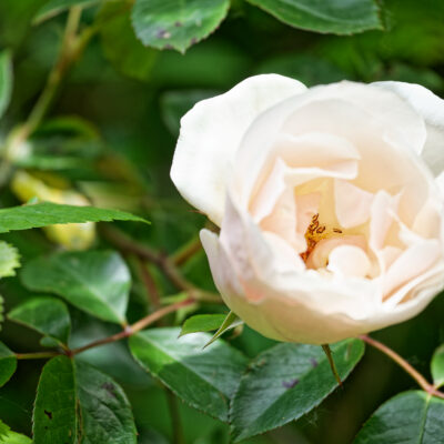 Canon EOS 5D Mark II | f/6.3 | 1/320sec | ISO-640 | 200mm | 2024-05-05 10:48:08 | Copyright: GFREE-PHOTO