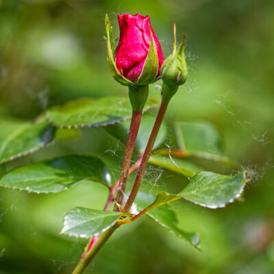 Canon EOS 5D Mark II | f/6.3 | 1/320sec | ISO-640 | 200mm | 2024-05-05 10:48:46 | Copyright: GFREE-PHOTO